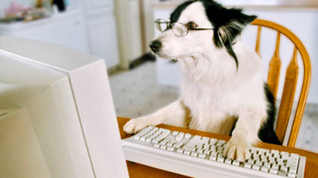 Dog-at-Computer