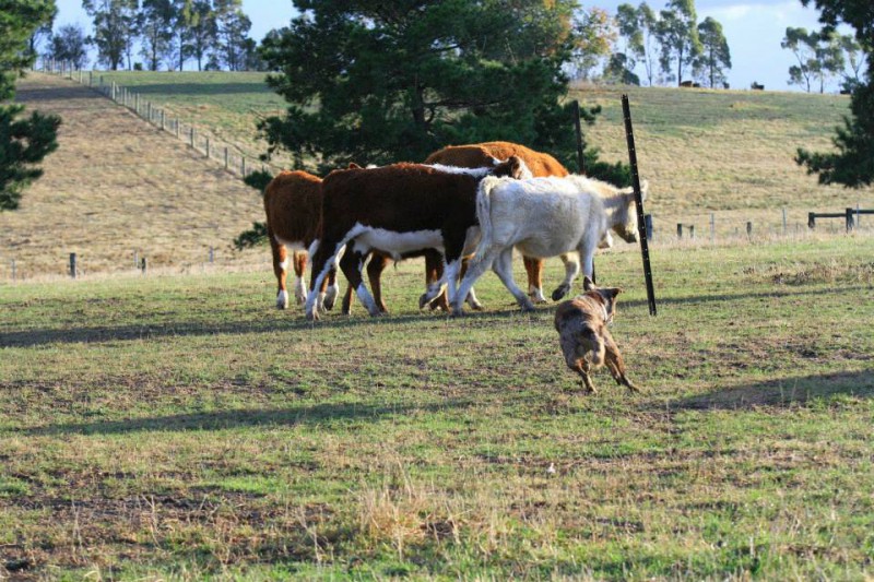 cows